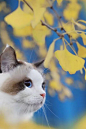 猫星人的盛世美颜～～