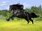 http://stuffkit.com/wp-content/uploads/2012/11/Beautiful-Animal-15-most-beautiful-horse-photos-14.jpg