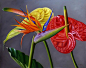 Ellery Gutierrez超写实的花卉和水果绘画作品(2) - 设计之家