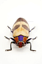 吉丁虫,甲虫,昆虫,鞘翅目,马来吉丁虫