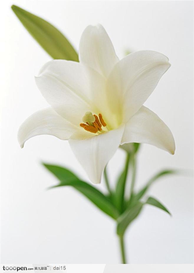 花的彩绘-洁白的水仙花