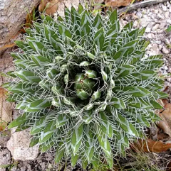 LockLee采集到植物 龙舌兰