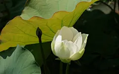 清新高雅美丽的荷花电脑桌面高清壁纸桌面壁纸4