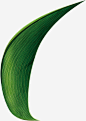 绿色叶子粽叶装饰高清素材 叶子 图片 粽叶 绿色 装饰 免抠png 设计图片 免费下载