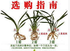 眨眼就天黑采集到兰花