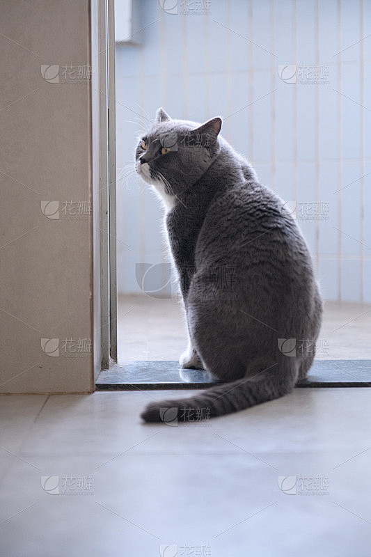 一只灰猫的背