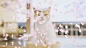 柴犬和猫搭档拍广告“赏樱花泡温泉”，心都要融化了！