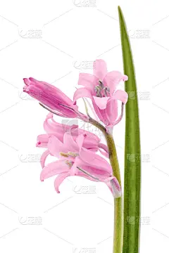 穗子的粉红色花，孤立在白色背景上