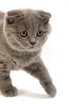 花间晴采集到猫