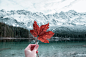 person holding maple leaf