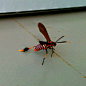 This Texas Wasp Moth, Horama panthalon, in Northeastern Mexico, just like cannot fucking&#;8230 I mean for christ sake WE ARE JUST GOING TO THE GROCERY STORE, not the club&#;8230 can you like tone it down for one fucking day Liberace?!
photo by Fr