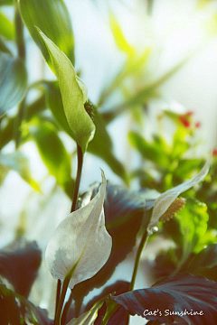 西角断虹╮采集到green Corner