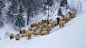 General 1920x1080 winter outdoors animals snow mammals sheep