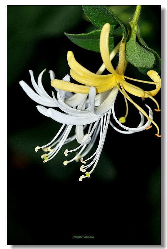 金银花