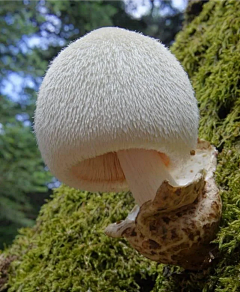 蘑蘑蘑蘑蘑菇酱采集到菇