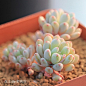 蓝豆(Graptopetalum pachyphyllum)多肉植物