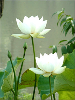 t丫丫采集到花