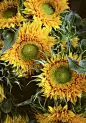 ‘ Spiky Sunflowers ‘   Floral art photograph of sunflowers shot at an outdoor farmer’s market by Bob Bauer