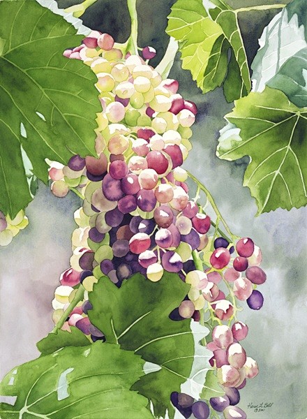 卡伦L.贝尔画廊“微光葡萄”水彩画