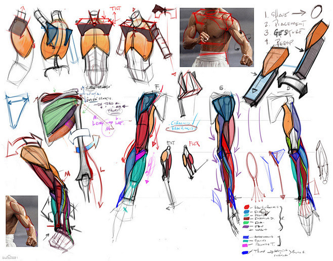 #设计秀# 动漫人体肌肉解剖参考！自己收...