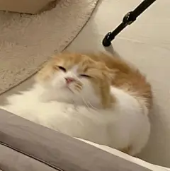 猫咪头像 - 高清图片，堆糖，美图壁纸兴趣社区