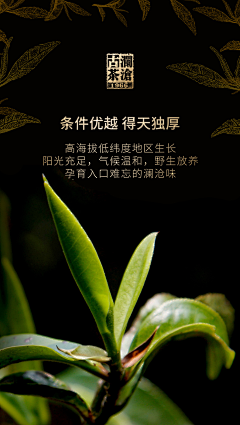 大笑汽水采集到茶叶