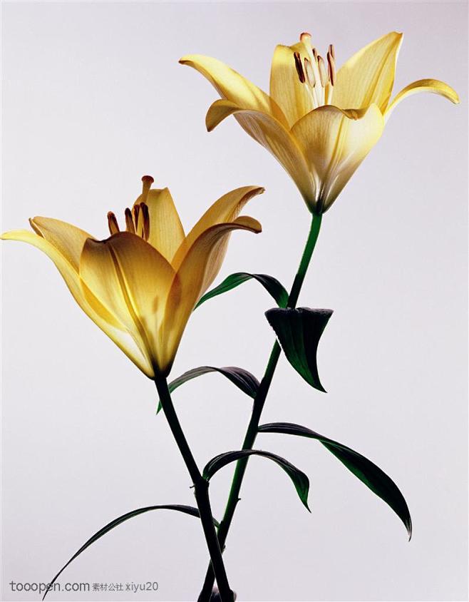 两只金黄的百合花背景图片高清图片素材