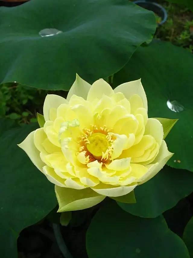 观赏荷花—秣陵秋色（碗莲）
