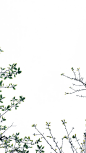 植