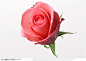 花卉造型-一朵漂亮的粉色玫瑰