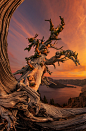 Crater Lake Ambassador : Please Press H and M for a BETTER View.  

Just another version of the iconic tree at Crater Lake.  In order to obtain the curve, the 16mm Fisheye was used to capture this image.  

I'm appreciated for your comments in advance.
