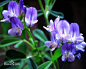 紫花苜蓿图片_百度百科