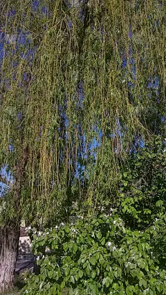 柳树，枝条细长，有新鲜的、生长中的叶子，在春天。春天垂柳枝。