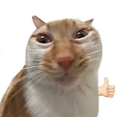 有无这种猫meme_meme图吧_百度贴吧-花瓣网
