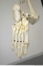 人体骨骼Skeleton造型贴图素材