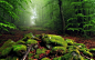 General 1230x768 nature landscape mist forest moss leaves morning trees path