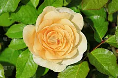 春天,花朵,德国,色彩鲜艳,白羊座,接力赛,清新,背景分离,壁纸,自然美