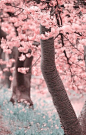 Sakura Cherry Blossom Tree