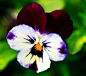 三色堇（学名：Viola tricolor L.），在欧洲是常见的野花，也常栽培于公园中。三色菫以露天栽种为宜，无论花坛、庭园、盆栽皆适合。不适合种于室内，因为光线不足，生长会迟缓，枝叶无法充分茁壮，导致无法开花，开花后也不应移入室内，以长保花朵寿命。 