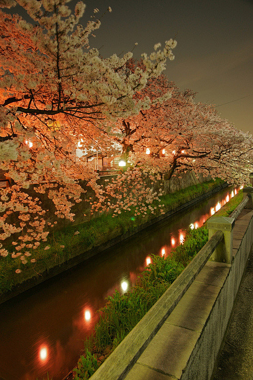晚上，日本樱花，樱花