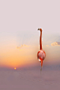 flamingo at sunset | Aves - birds | Pinterest