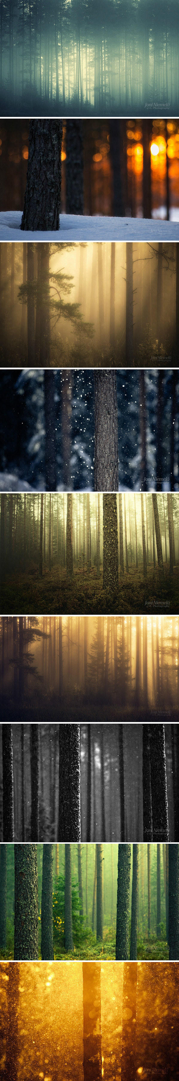 每一个人都有属于自己的一片森林。摄影：J...