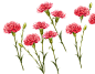 康乃馨PNG