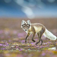 北極狐小姐漫步在遍地紫花的田野里

（Bjorn Anders Nymoen -- National Geographic Your Shot 国家地理杂志）
