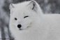 可呆萌可高冷的北极狐专辑。