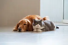 点击来源直接获取大图文件 |British Shorthair and Golden Retriever get along