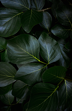 我手画我心w采集到素材--深林/植物