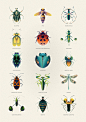 animals Arthropod beetles Bestiary creatures Hexapod Insects léo alexandre Nature wildlife