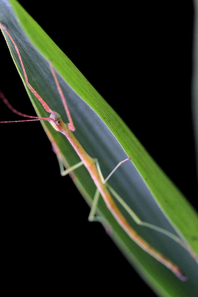 竹节虫目·竹节虫总科:竹节虫