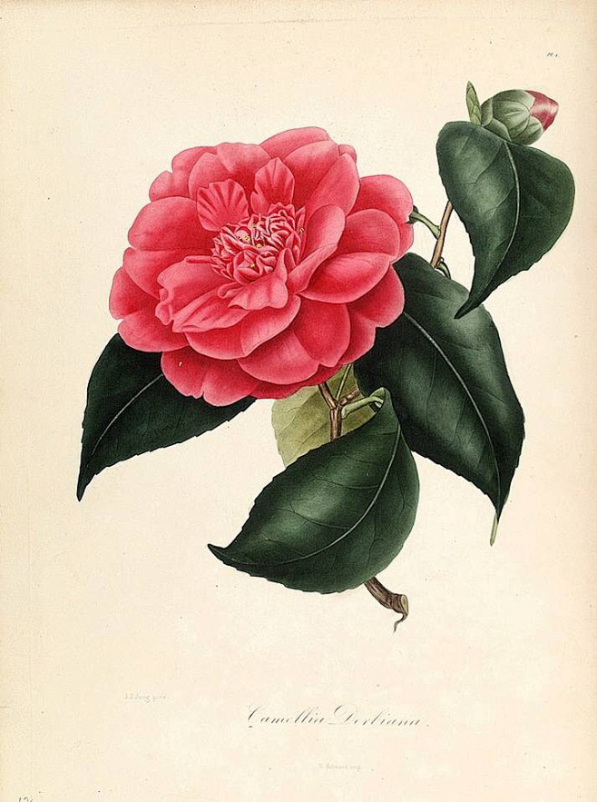 手绘山茶花